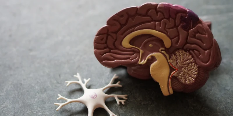 The brain controls what the pain feels like
